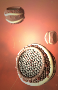 The transport of cholesterol via low density lipoproteins in the blood Illustration by PhotoResearchers