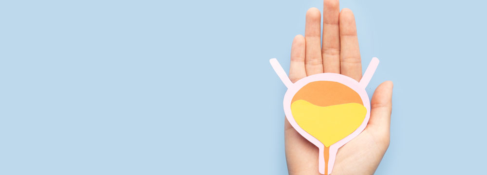 Hormonal changes resulting from menopause cause a thinning of the mucosa of the vagina vulva urethra and base of the bladder increasing the risk of urinary tract infections in postmenopausal women